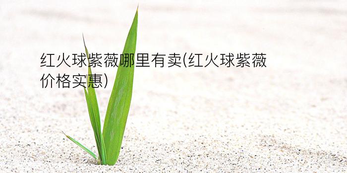 红火球紫薇哪里有卖(红火球紫薇价格实惠)