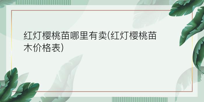 红灯樱桃苗哪里有卖(红灯樱桃苗木价格表)