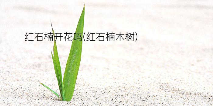 红石楠开花吗(红石楠木树)