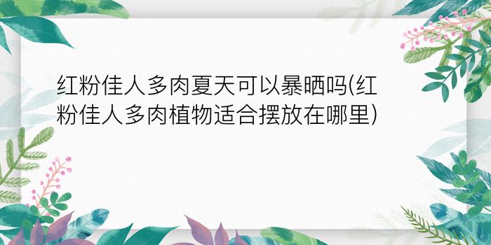 红粉佳人多肉夏天可以暴晒吗(红粉佳人多肉植物适合摆放在哪里)