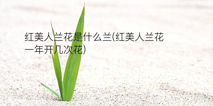 红美人兰花是什么兰(红美人兰花一年开几次花)