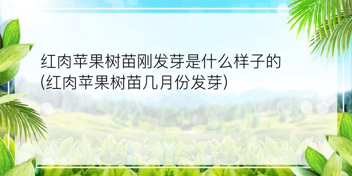 红肉苹果树苗刚发芽是什么样子的(红肉苹果树苗几月份发芽)