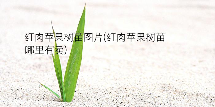 红肉苹果树苗图片(红肉苹果树苗哪里有卖)