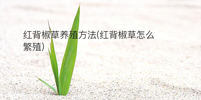 红背椒草养殖方法(红背椒草怎么繁殖)