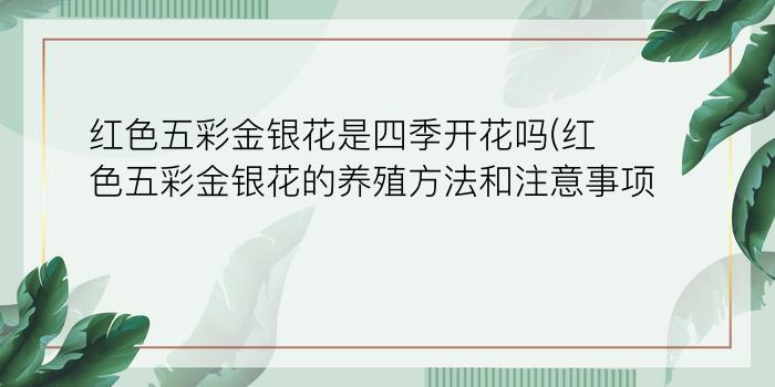 红色五彩金银花是四季开花吗?(红色五彩金银花的养殖方法和注意事项)