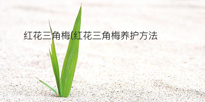 红花三角梅(红花三角梅养护方法)