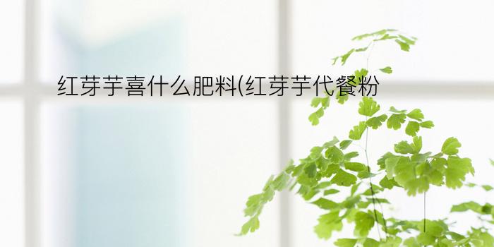 红芽芋喜什么肥料(红芽芋代餐粉)