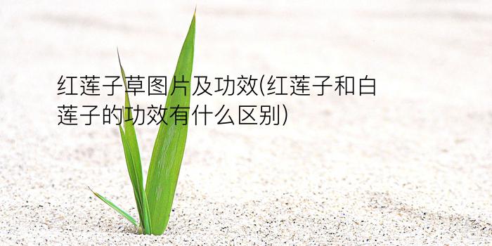 红莲子草图片及功效(红莲子和白莲子的功效有什么区别)