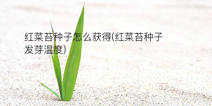 红菜苔种子怎么获得(红菜苔种子发芽温度)