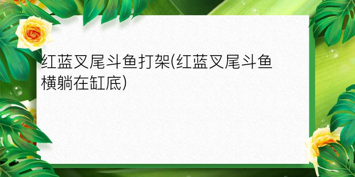 红蓝叉尾斗鱼打架(红蓝叉尾斗鱼横躺在缸底)