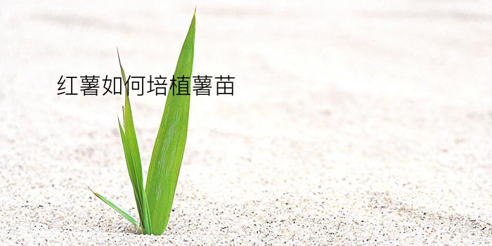 红薯如何培植薯苗