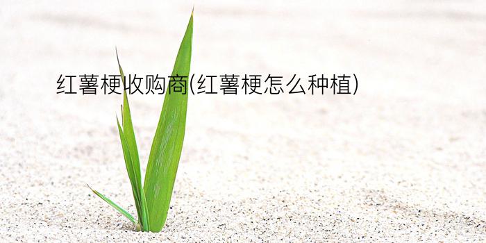 红薯梗收购商(红薯梗怎么种植)