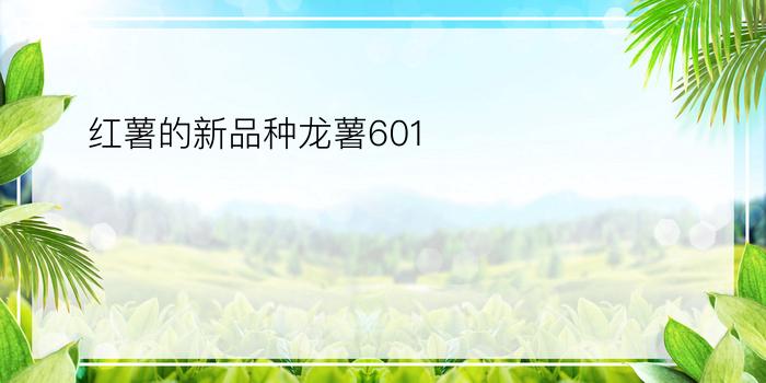 红薯的新品种龙薯601