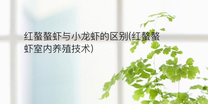 红螯螯虾与小龙虾的区别(红螯螯虾室内养殖技术)