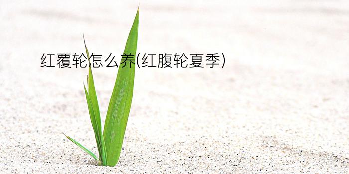 红覆轮怎么养(红腹轮夏季)