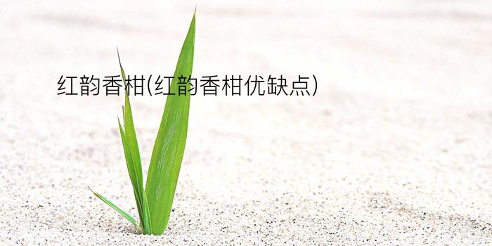 红韵香柑(红韵香柑优缺点)