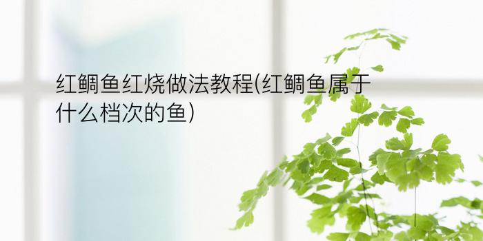 红鲷鱼红烧做法教程(红鲷鱼属于什么档次的鱼)