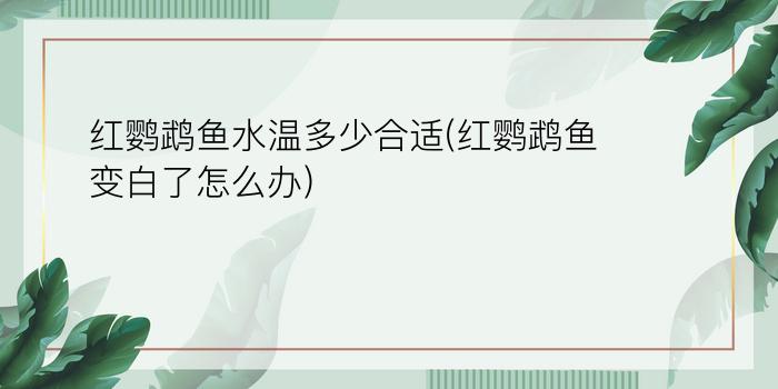 红鹦鹉鱼水温多少合适(红鹦鹉鱼变白了怎么办)