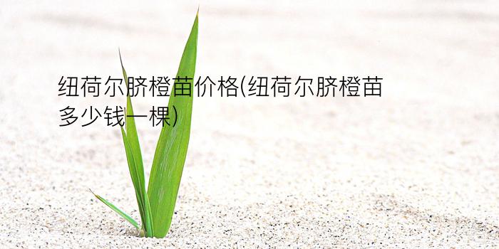 纽荷尔脐橙苗价格(纽荷尔脐橙苗多少钱一棵)