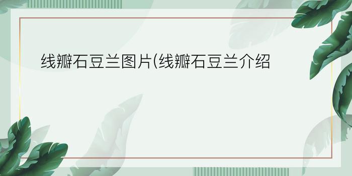 线瓣石豆兰图片(线瓣石豆兰介绍)