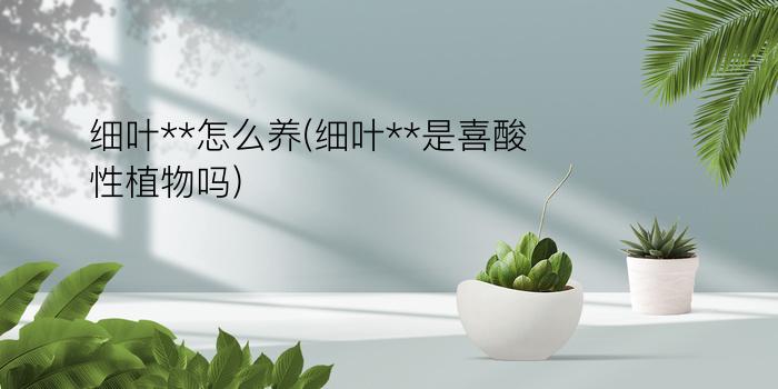 细叶**怎么养(细叶**是喜酸性植物吗)