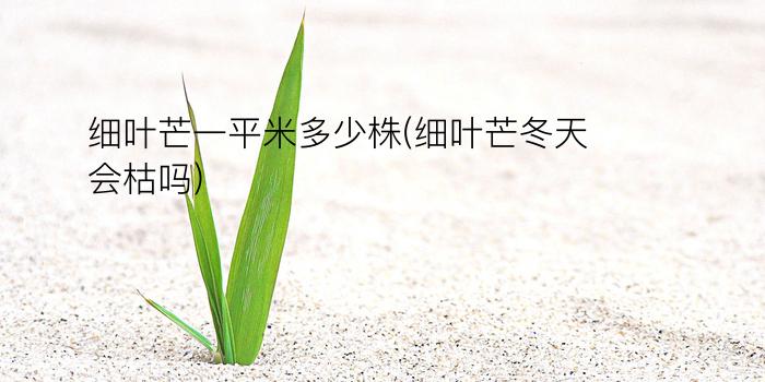 细叶芒一平米多少株(细叶芒冬天会枯吗)