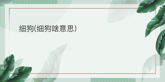 细狗(细狗啥意思)