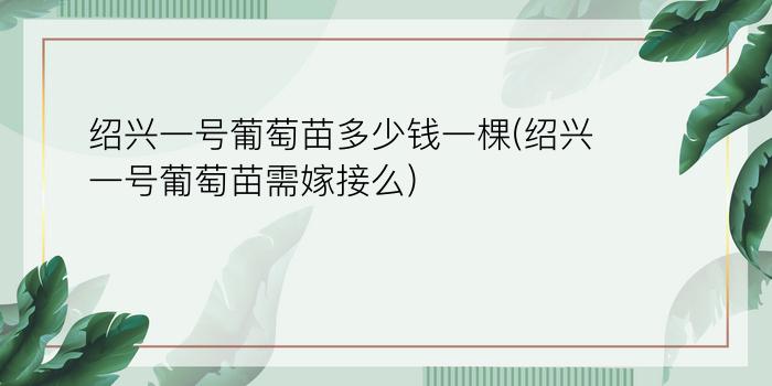 绍兴一号葡萄苗多少钱一棵(绍兴一号葡萄苗需嫁接么)