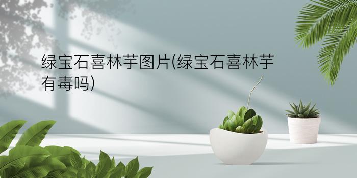 绿宝石喜林芋图片(绿宝石喜林芋有毒吗)