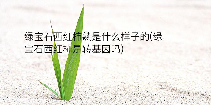 绿宝石西红柿熟是什么样子的(绿宝石西红柿是转基因吗)