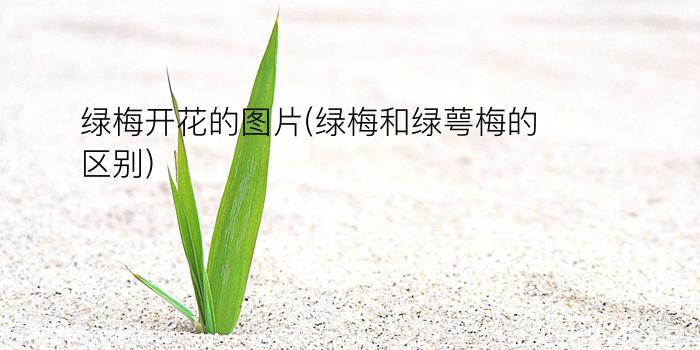 绿梅开花的图片(绿梅和绿萼梅的区别)