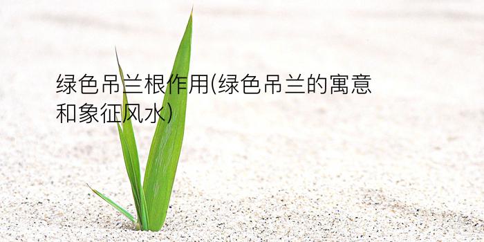 绿色吊兰根作用(绿色吊兰的寓意和象征风水)