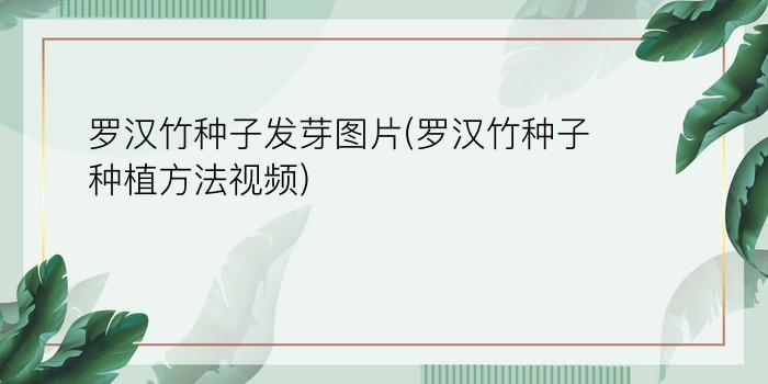 罗汉竹种子发芽图片(罗汉竹种子种植方法视频)