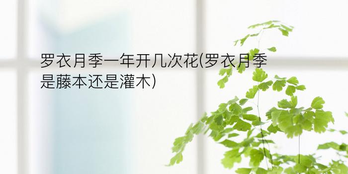 罗衣月季一年开几次花(罗衣月季是藤本还是灌木)