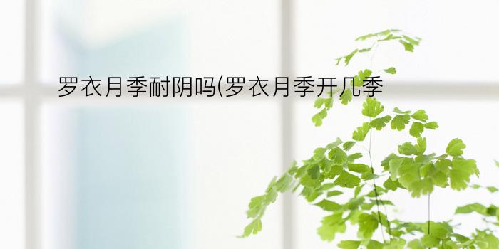 罗衣月季耐阴吗(罗衣月季开几季)