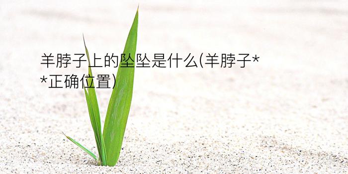 羊脖子上的坠坠是什么(羊脖子**正确位置)