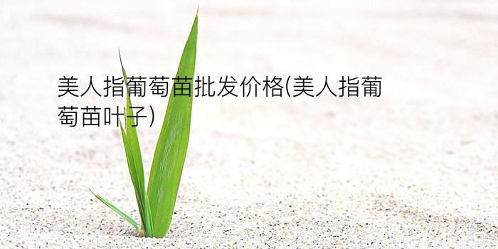 美人指葡萄苗批发价格(美人指葡萄苗叶子)