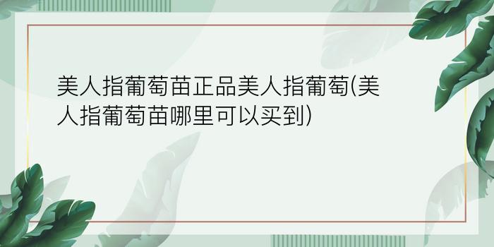 美人指葡萄苗正品美人指葡萄(美人指葡萄苗哪里可以买到)