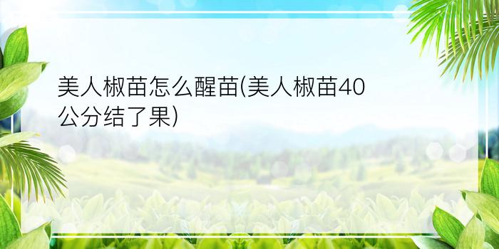 美人椒苗怎么醒苗(美人椒苗40公分结了果)