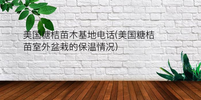 美国糖桔苗木基地电话(美国糖桔苗室外盆栽的保温情况)