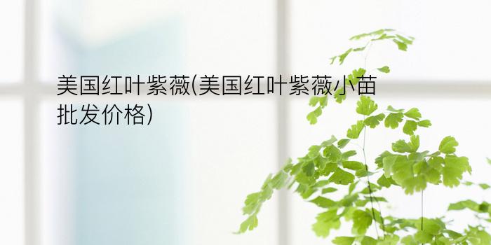 美国红叶紫薇(美国红叶紫薇小苗批发价格)