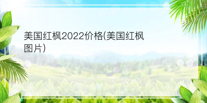 美国红枫2022价格(美国红枫图片)