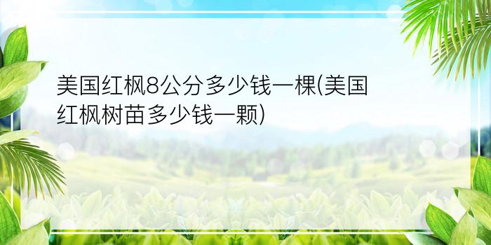 美国红枫8公分多少钱一棵(美国红枫树苗多少钱一颗)