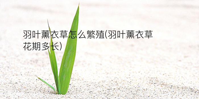 羽叶薰衣草怎么繁殖(羽叶薰衣草花期多长)