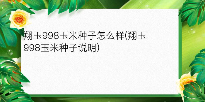 翔玉998玉米种子怎么样(翔玉998玉米种子说明)