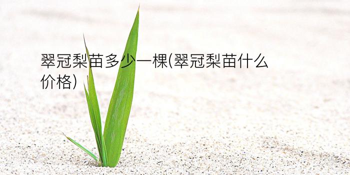 翠冠梨苗多少一棵(翠冠梨苗什么价格)