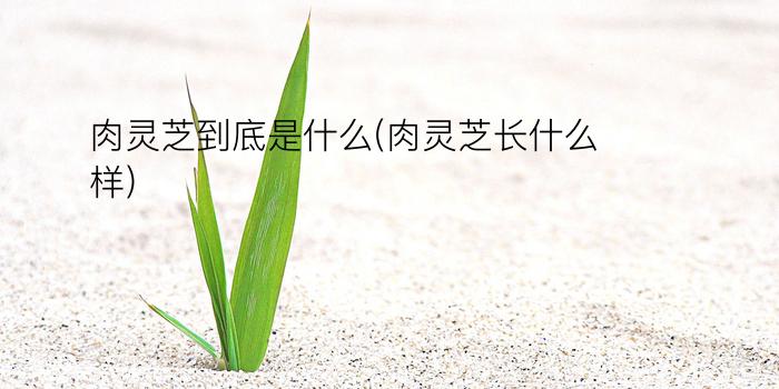 肉灵芝到底是什么(肉灵芝长什么样)