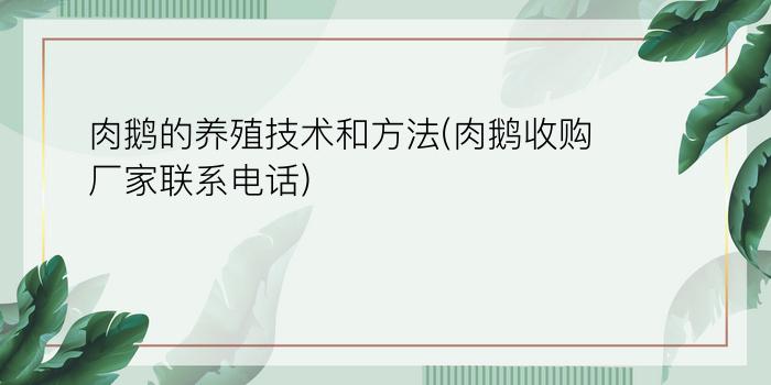 肉鹅的养殖技术和方法(肉鹅收购厂家联系电话)