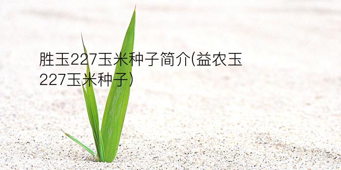 胜玉227玉米种子简介(益农玉227玉米种子)