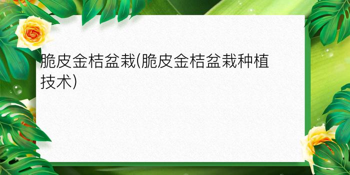 脆皮金桔盆栽(脆皮金桔盆栽种植技术)